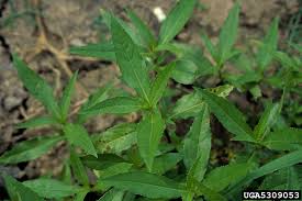 Image result for Eclipta prostrata