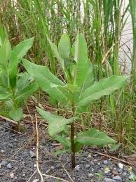 Milkweed Pictures Flowers Leaves And Identification Asclepias Syriaca Milkweed Milkweed Plant Asclepias