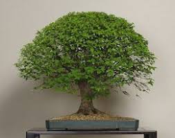 The plants arrive in wenddorf in early spring and will be completely restyled over the summer. Keyaki Omiya Bonsai Art Museum Bonsai Tree Indoor Bonsai Tree Bonsai Trees For Sale