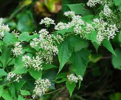 Image result for Mikania