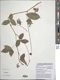 Image result for Eriosema laurentii