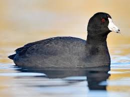 Coots and Gallinules, combined male