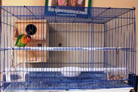 Jika kalian ingin membeli glodok berjenis ini, cobalah untuk menginstalasi supaya terlihat di mana pintu glodok yang memiliki rangkap dua. Cara Membuat Kandang Sangkar Burung Lovebird Dengan Mudah