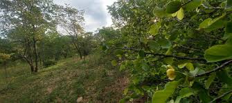 Image result for Manilkara obovata