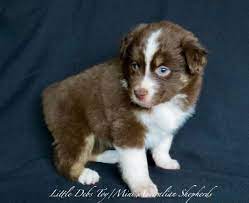 Breeder Australian Shepherd Dog Mini Shepherd For Sale Australian Shepherd Australian Shepherd Dogs Mini Aussie Puppy