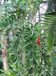 Image result for Aiphanes horrida