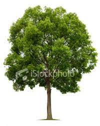 A Camphor Tree Isolated Against White Tree Photoshop Garden Illustration Watercolor Trees