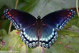 Red Spotted Purple Limenitis Arthemis The Red Spotted Purple Is Resident From Florida Westward T Most Beautiful Butterfly Butterfly Species Butterfly Pictures