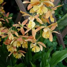 エビネ類の栽培 風通しが良く明るい日陰を好む 花と木の育て方 元気に生長させる栽培のコツ