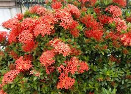 Orange flowers (with pictures and names). Flowers That Bloom Year Round In Florida 11 Popular Choices