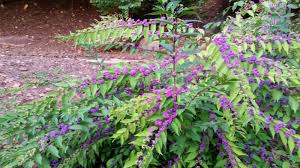 Beauty Berry Callicarpa Americana Rain Garden Design Beautiful Gardens Plants