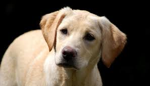 17 Photographs Showing The Incredible Range Of Colour Shades That Yellow Labradors Can Have Labrador Retriever Cute Labrador Puppies Labrador Retriever Facts