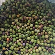 Image result for Nageia nagi