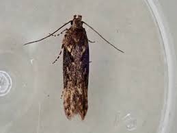 Image result for Scrobipalpula diffluella