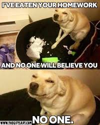 20 Funny Animals Pictures And Memes You Can T Stop Laughing At Pets Are Mood Changers Funny Dog Memes Really Funny Memes Funny Animal Memes