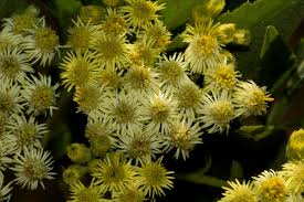 Image result for Microglossa