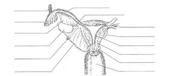 The reproductive system is a collection of the male and female reproductive system is explained below with the help of diagrammatic representation. Print Exercise 42 Anatomy Of The Reproductive System Flashcards Easy Notecards