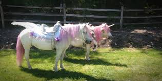 Dreamland Ponies Is An Award Winning Company And The Greater Seattle Area S Choice For Premier Upscale Pony Rides Parties Pony Rides Pony Ride Birthday Party