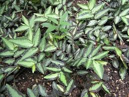 Image result for Pellaea doniana