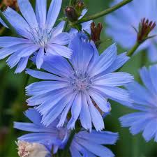 Image result for Cichorium