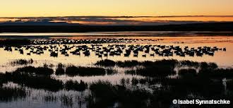 The park is about 30 miles (50 km) long from north to south, and its width varies from a maximum of about 12 miles (20 km) in the north to a minimum of about 1 mile (1.6 km) along a narrow corridor between the north and south, where the park widens again to about 4 to 5 miles (6. Bosque Del Apache National Wildlife Refuge