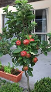 Contact us today for mandarin, orange, lemon and limes. Dwarf Fruit Trees Produced By Waimea Nurseries
