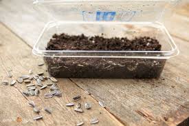 Large diy sprouting trays experiment | growing mung beans. Diy Seed Starting Trays The Real Dirt Part 1 Garden Therapy