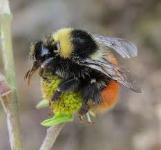 Image result for Bombus monticola