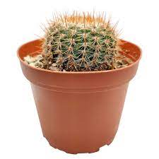 Photographs of succulent and cactus flowers, on line source of succulents grown with love and appreciation of nature, succulent plants: Mammillaria Spinosissima Red Headed Irishman Cactus Succulent Gift Decor Ideas Succulents Box