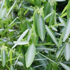 Image result for Desmodium