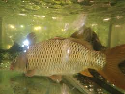 We did not find results for: Táº­p Tin Ca Chep Gion á»Ÿ Go Váº¥p Jpg Wikipedia Tiáº¿ng Viá»‡t