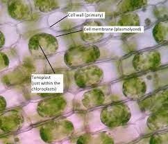 Texture, colour and pattern inspiration. 10 1 Plant Cell Structure And Components Biology Libretexts