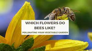From almonds and vanilla to apples and squash. Which Flowers Do Bees Like Smart Money Green Planet