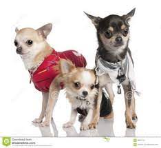 Group Of Chihuahuas Dressed Up Chihuahua Casetas Para Perros Perros Chihuahua Ropa Para Perros
