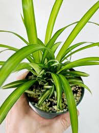Image result for Chlorophytum