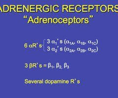 Bod Quiz 1 Alpha And Beta Receptors Flashcards Quizlet In 2020 Alpha And Beta Receptors Flashcards Quiz