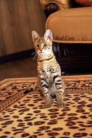 kotenok savanna f1 v pitomnike soulcats vy mozhete kupit kotyonka chauzi f1 savanna f1 i kotyonka serval serval kotyata savanna