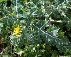 Image result for Argemone mexicana