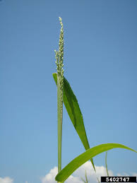 Image result for Urochloa arrecta