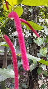 Image result for Crepidorhopalon