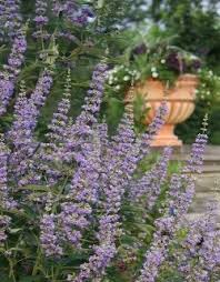 Image result for Vitex amaniensis