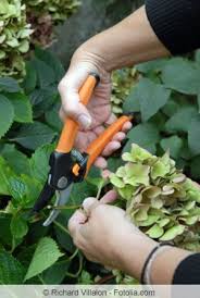 Der richtige zeitpunkt und das richtige maß beim rückschnitt sind abhängig von der jeweiligen art. Anleitung Hortensien Schneiden Fruhjahr Oder Herbst Gartenlexikon De