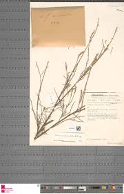 Image result for Triumfetta heliocarpa