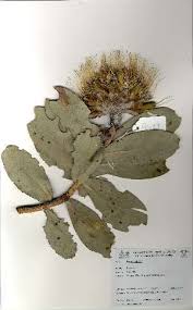 Image result for Protea welwitschii × angolensis