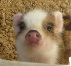 7 The Rats Pigs Ideas Rats Animal Pictures Baby Animals