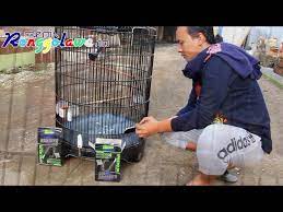 Manfaat tersebut bisa didapatkan ketika mengkonsumsi secara rutin dengan takaran pas. Voer Nanjung 105 Bikin Jerojos Murai Batu Mr Now Media Ronggolawe