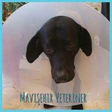 mavisehir veteriner klinik dostlarimiz panosundaki pin