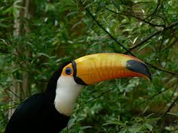Olivia playz adopt me · 4/16/2021. How Much Does A Toucan Bird Cost Howmuchisit Org