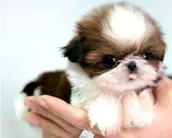 These fluffy shih tzu puppies are a good fit for families, gets along with other pets, and are affectionate. Cute Little Baby Shih Tzu Puppy In Hand Click The Pic For More Awww Cuddly Animals Cute Dogs Cute Animals
