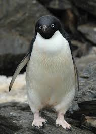 How many species of penguins live in antarctica? How Much Do Penguins Weigh Penguins Blog